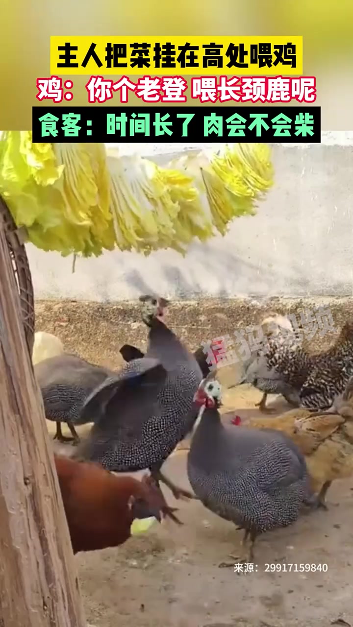 主人把菜挂在高处喂鸡，这是给鸡锻炼“鸡肉”