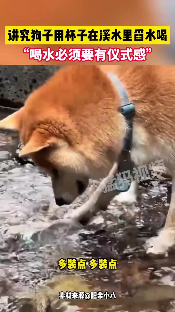 讲究狗子用杯子在溪流里打水喝