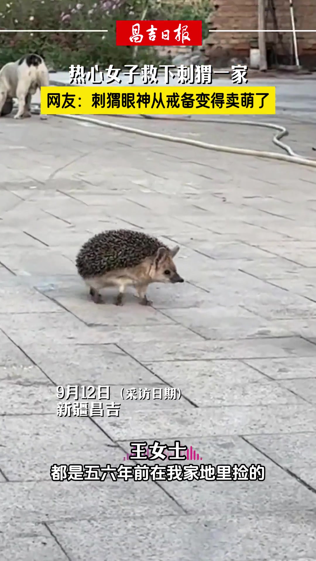热心女子救下刺猬一家