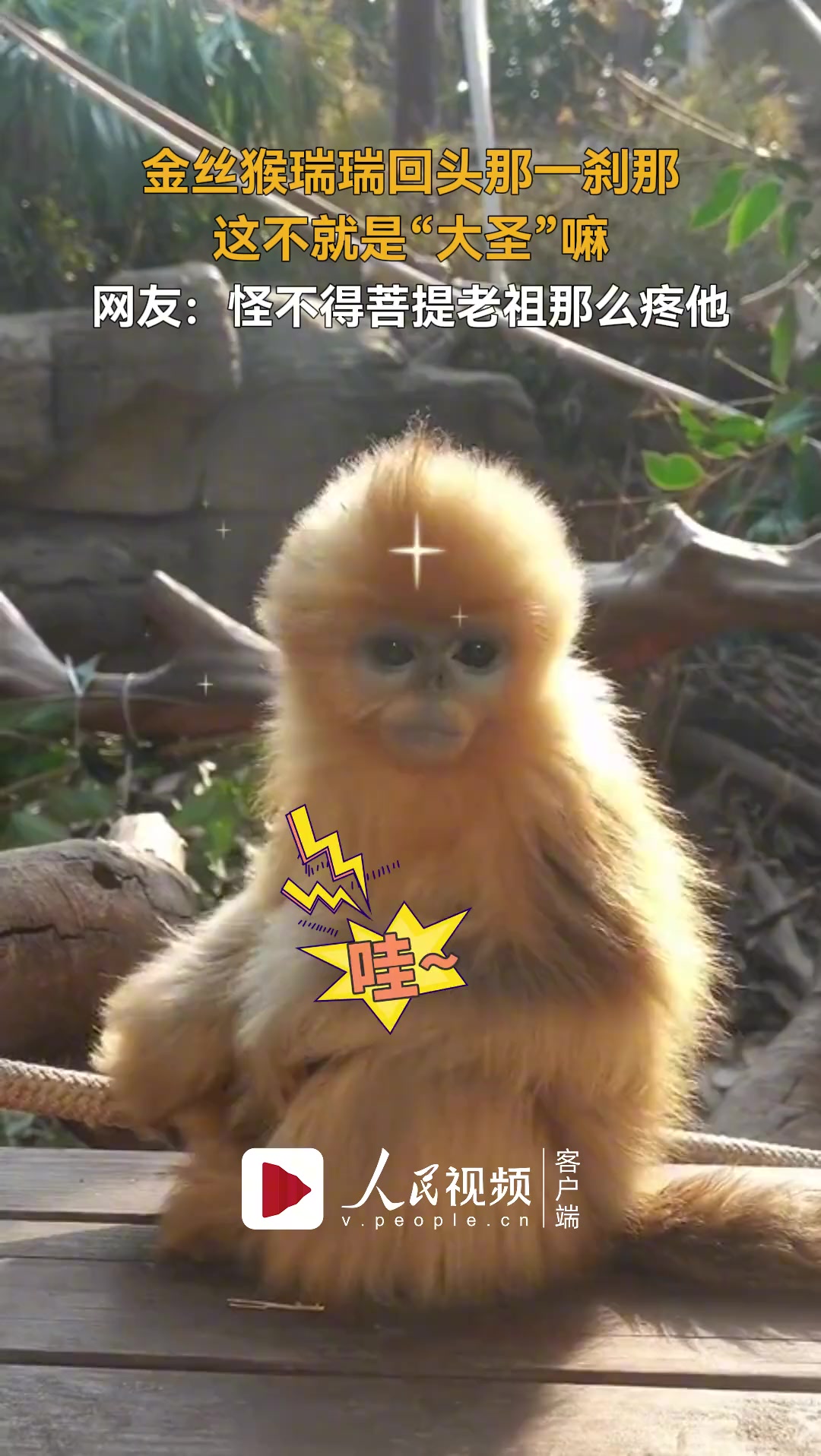 这就是菩提老祖第一见到孙悟空的样子吧！