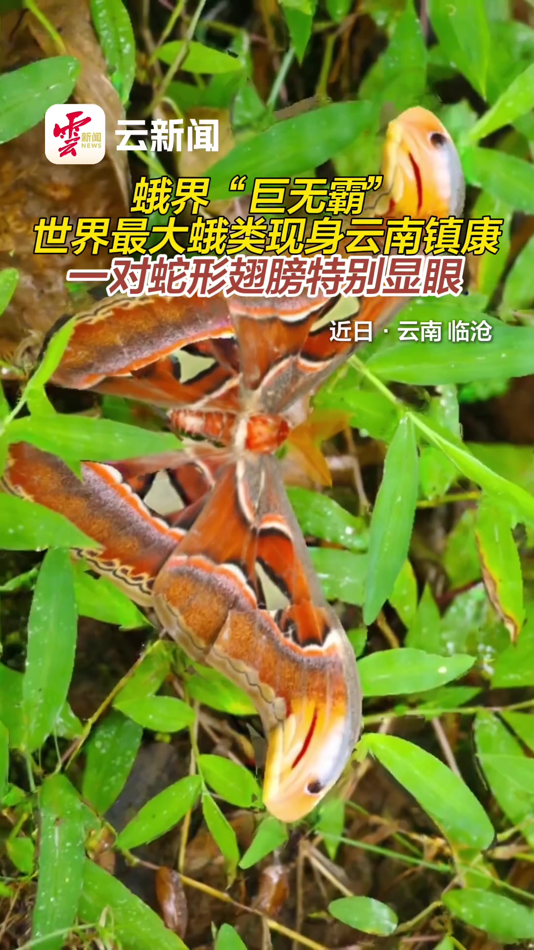 怎么有个蛇头啊！蛾界巨无霸现身云南！