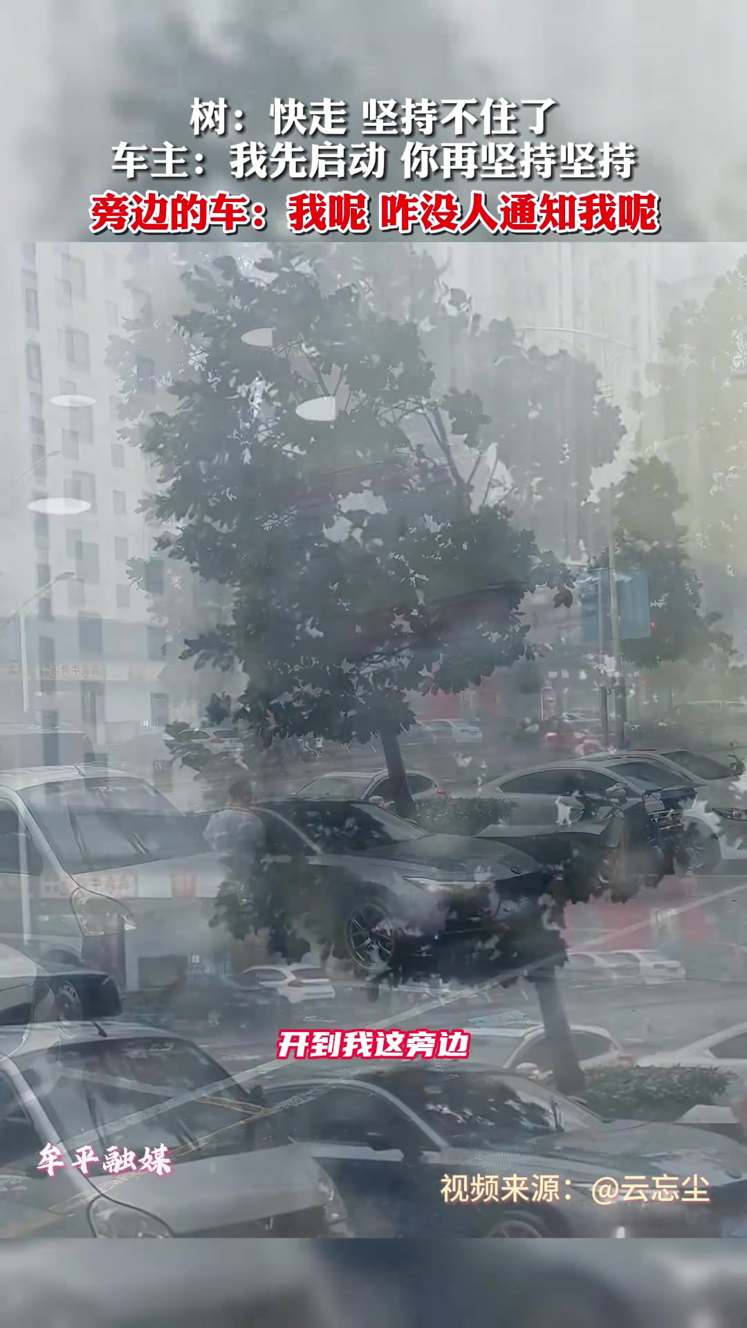 在树倒下的前一秒，车开走了