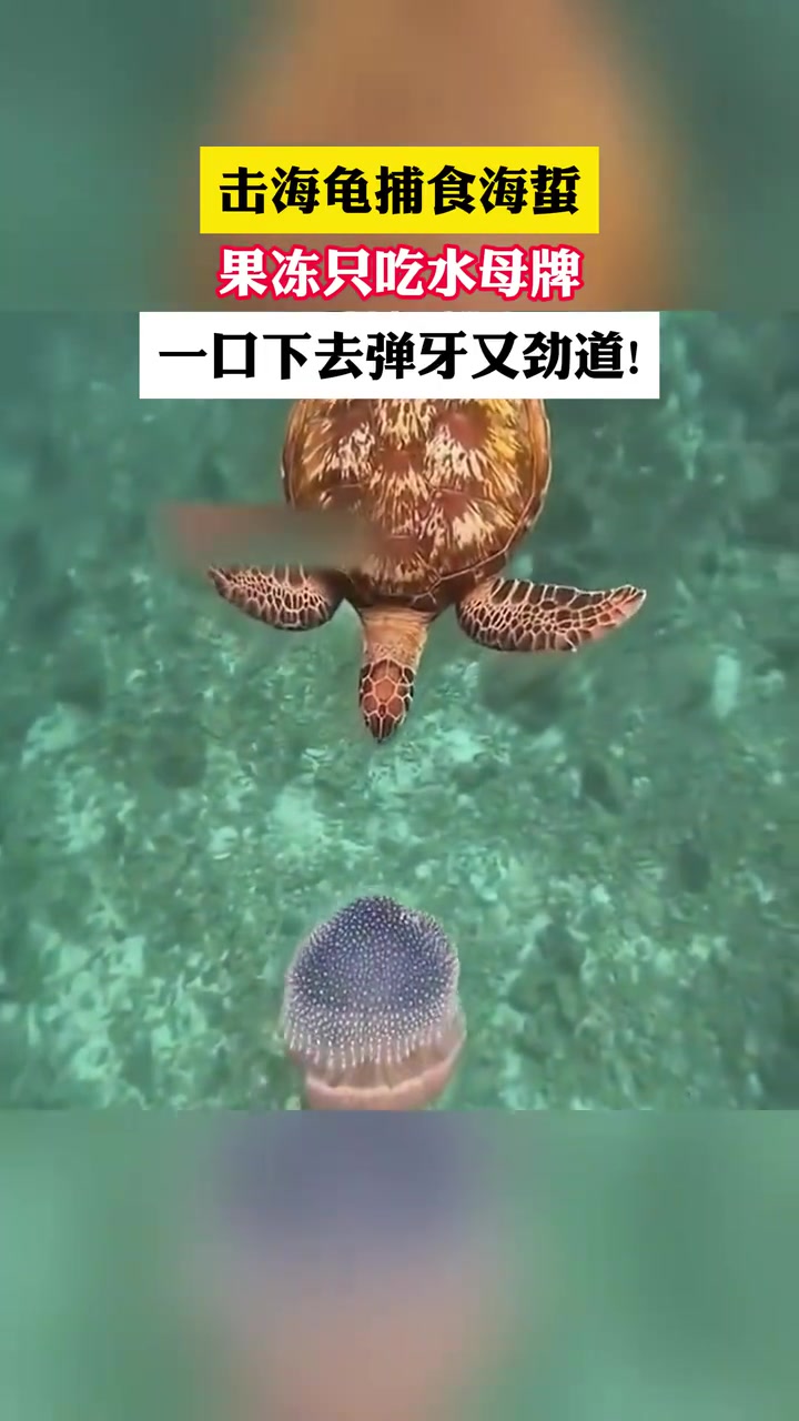 海龟捕食海蜇，果冻只吃水母牌！