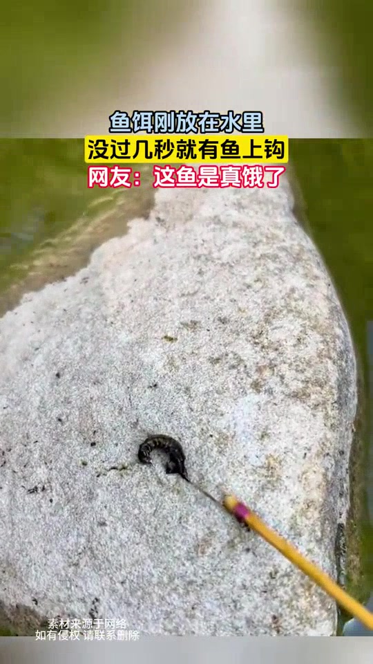 你是真的饿了！毛毛虫鱼饵刚放在水里，没过几秒就有鱼上钩！