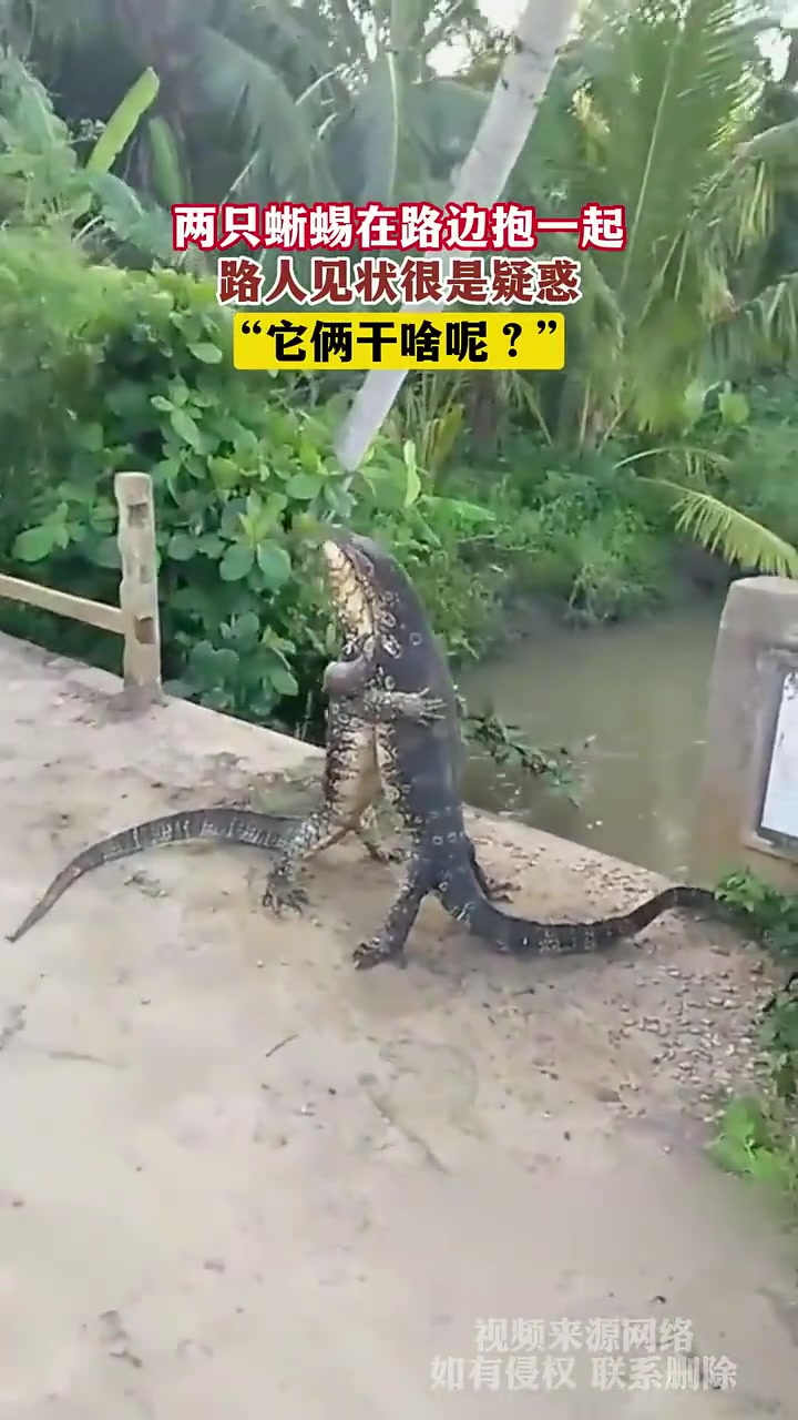 三嫂，你们在搞什么！两只蜥蜴在路边抱一起！