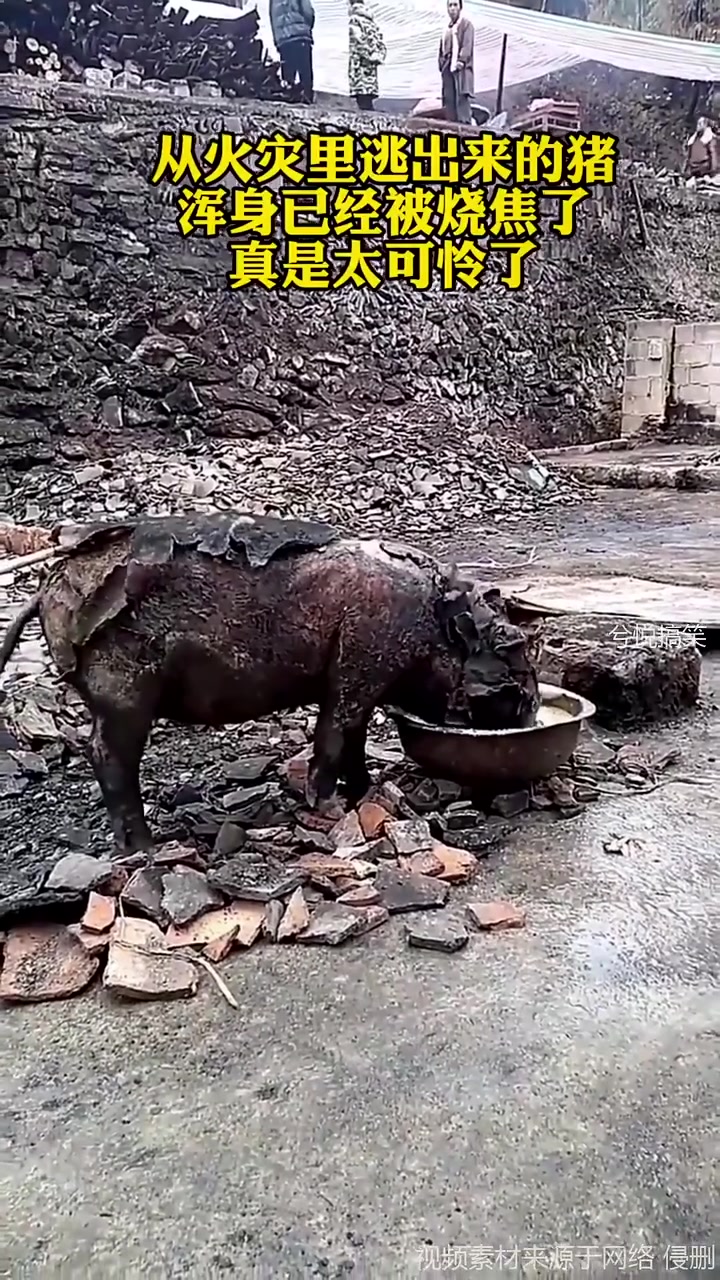 八戒差点被烤熟了，猴哥快来救救啊！