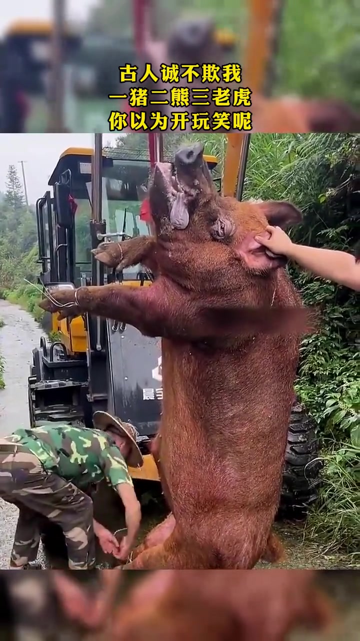 这么大啊！原来猪也是猛兽！
