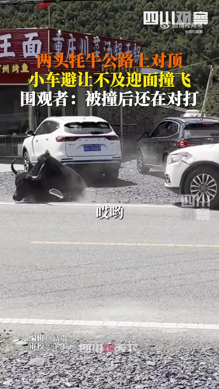 两头牦牛在公路上打架，小车避让不及迎面撞飞牦牛！