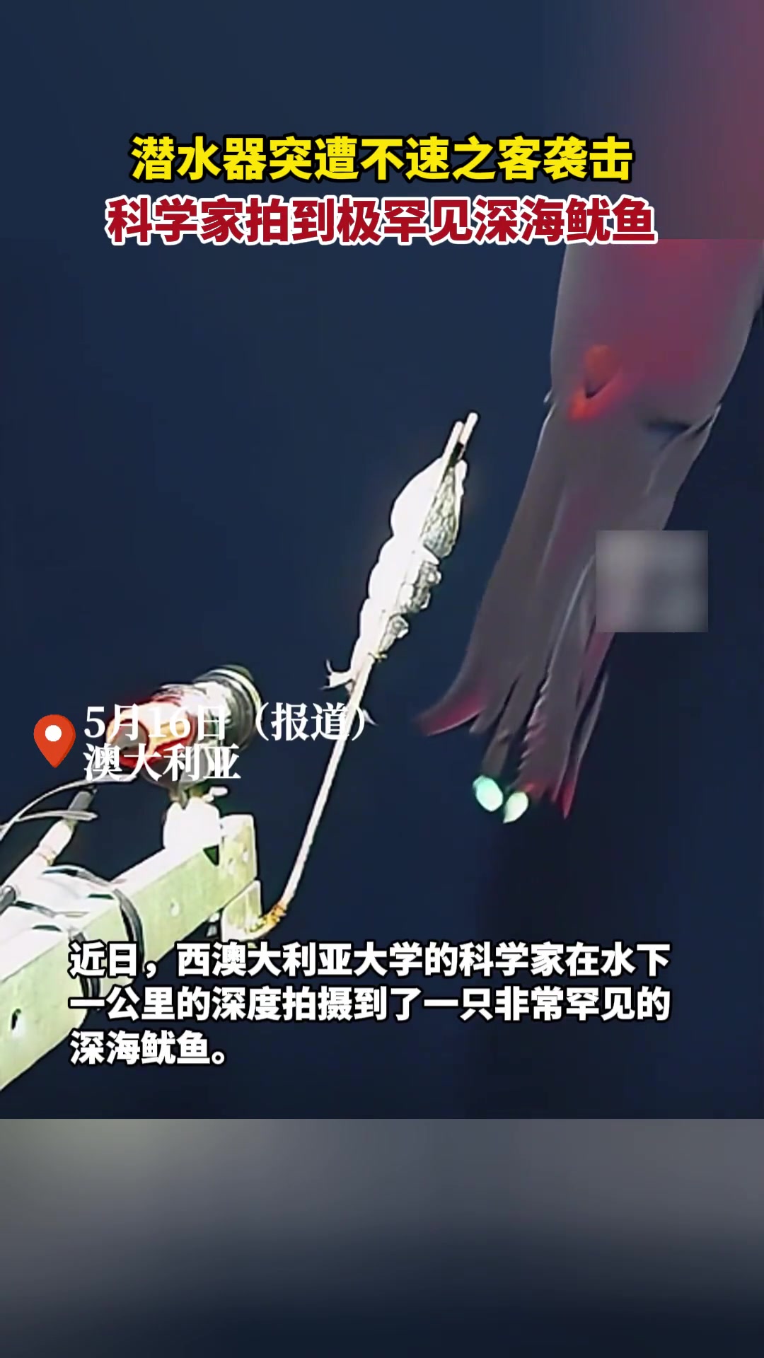 深海鱿鱼捕食的珍贵影像，好神奇的生物！！