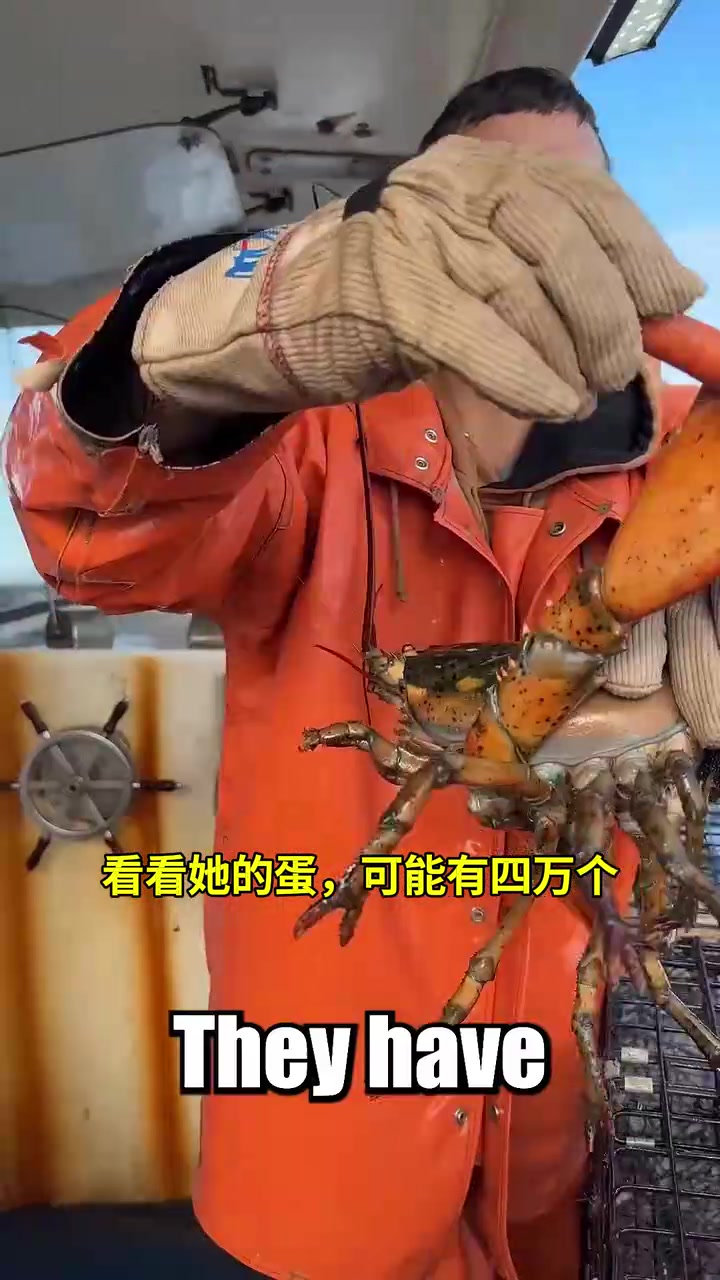 这龙虾也太多卵了吧！！！