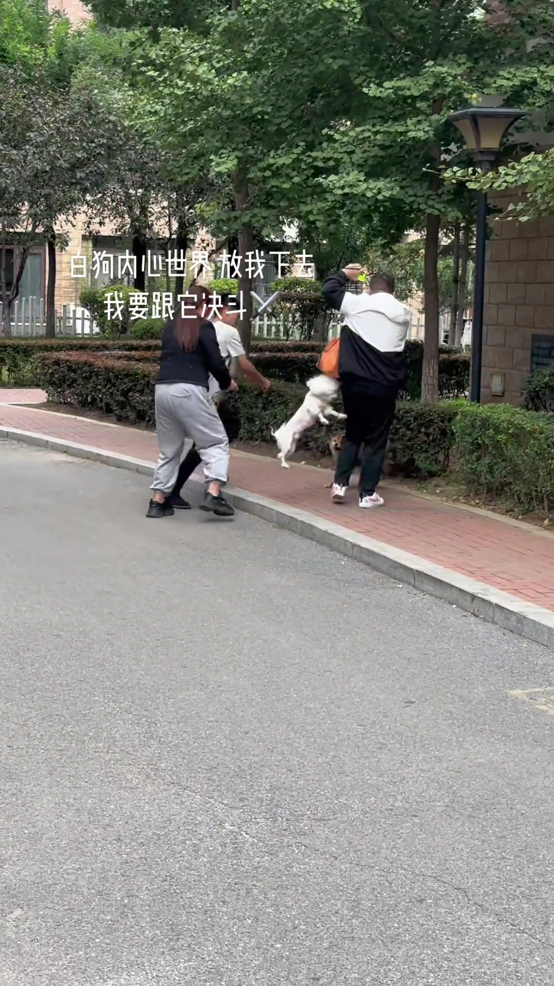 为什么不给狗拴绳子呢！