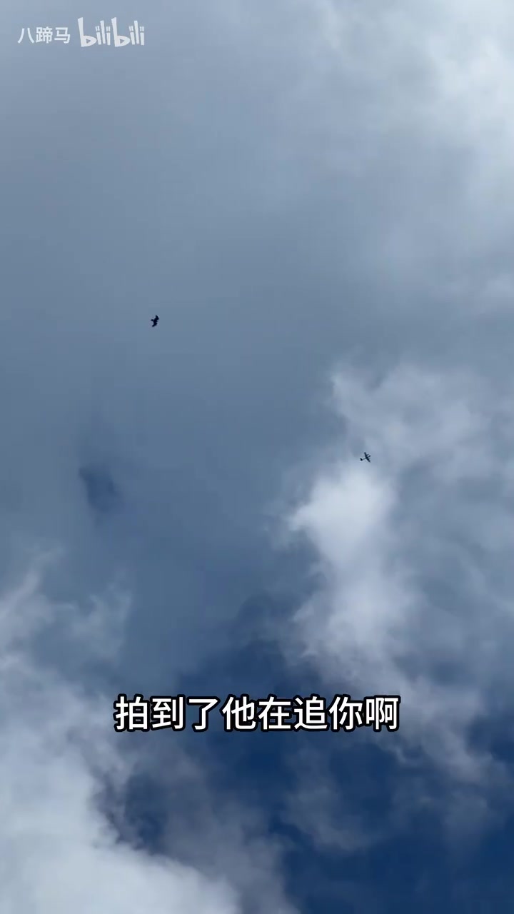 老鹰追捕无人机珍贵画面！！