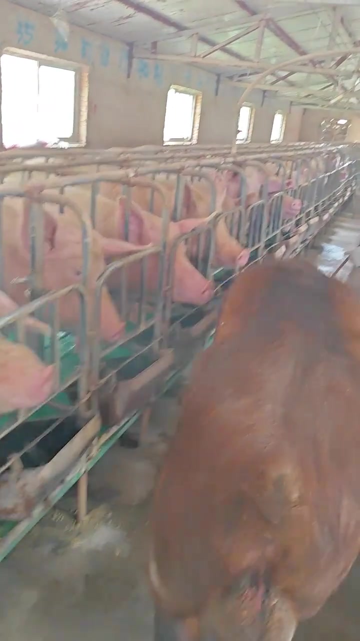 猪王来巡视了，它的后宫佳丽三千