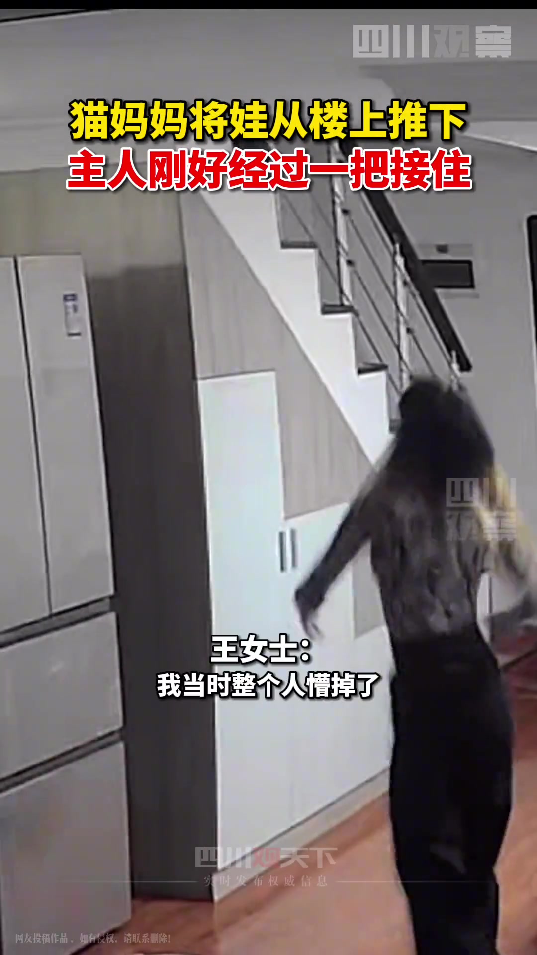猫妈妈将新生小猫从楼梯推下主人刚好经过一把接住