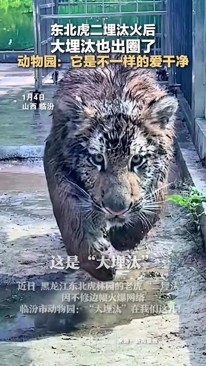 虎先锋！东北虎二埋汰火后，大埋汰也出圈了！