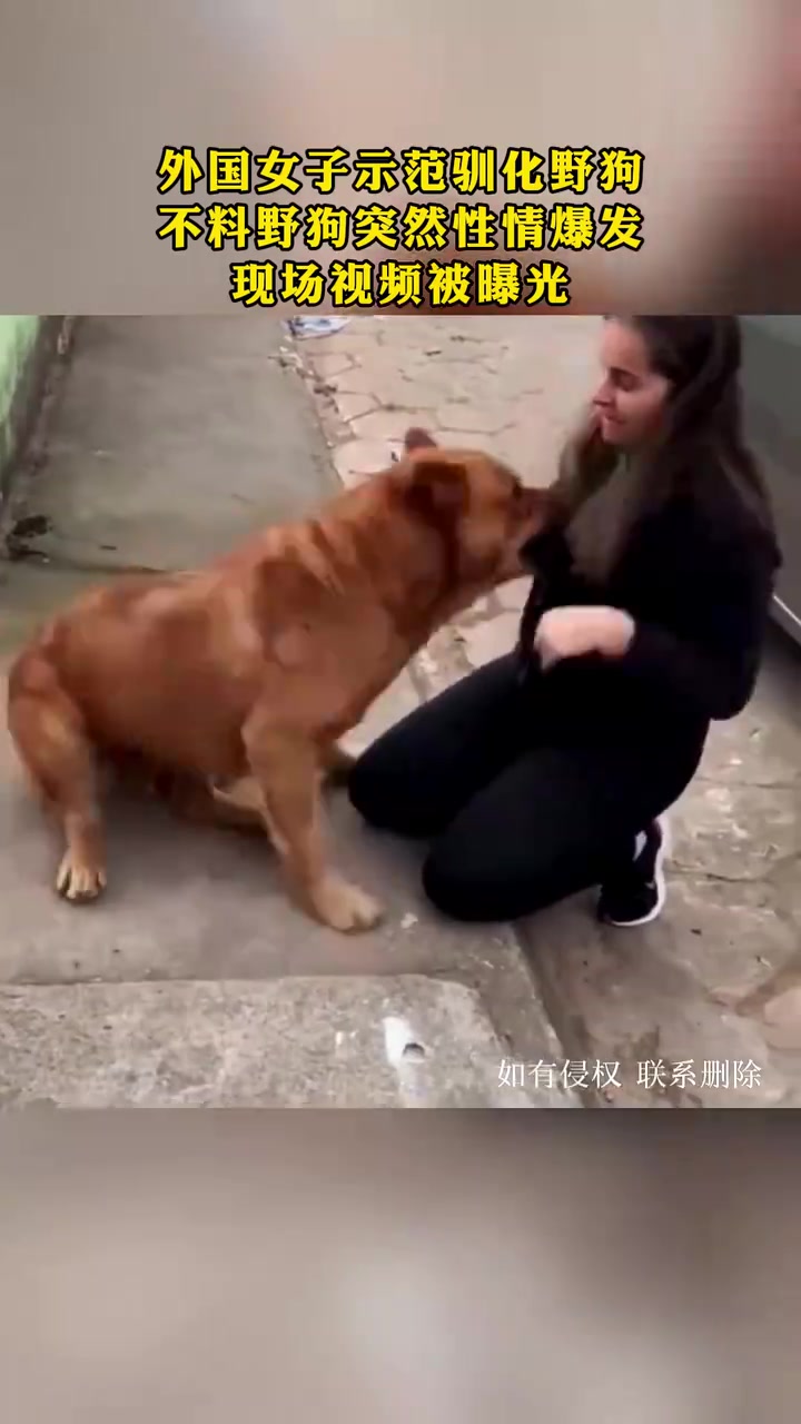 美女示范驯化野狗，不料野狗突然性情爆发开始撕咬！