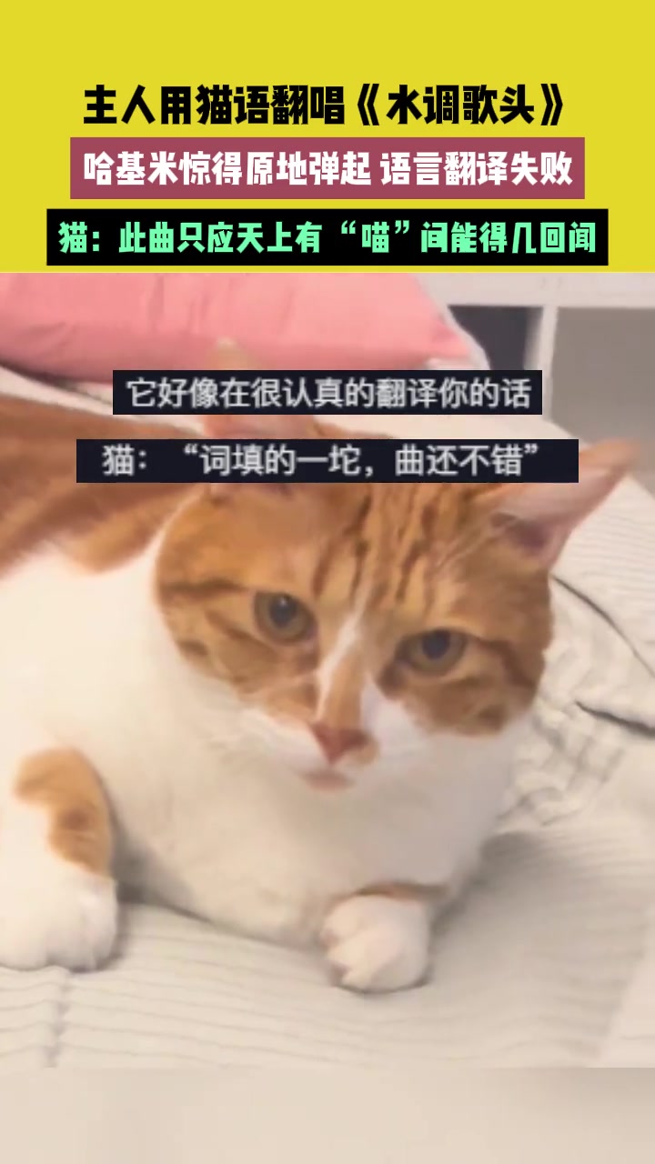 主人用猫语翻唱《水调歌头》，哈基米惊得原地弹起