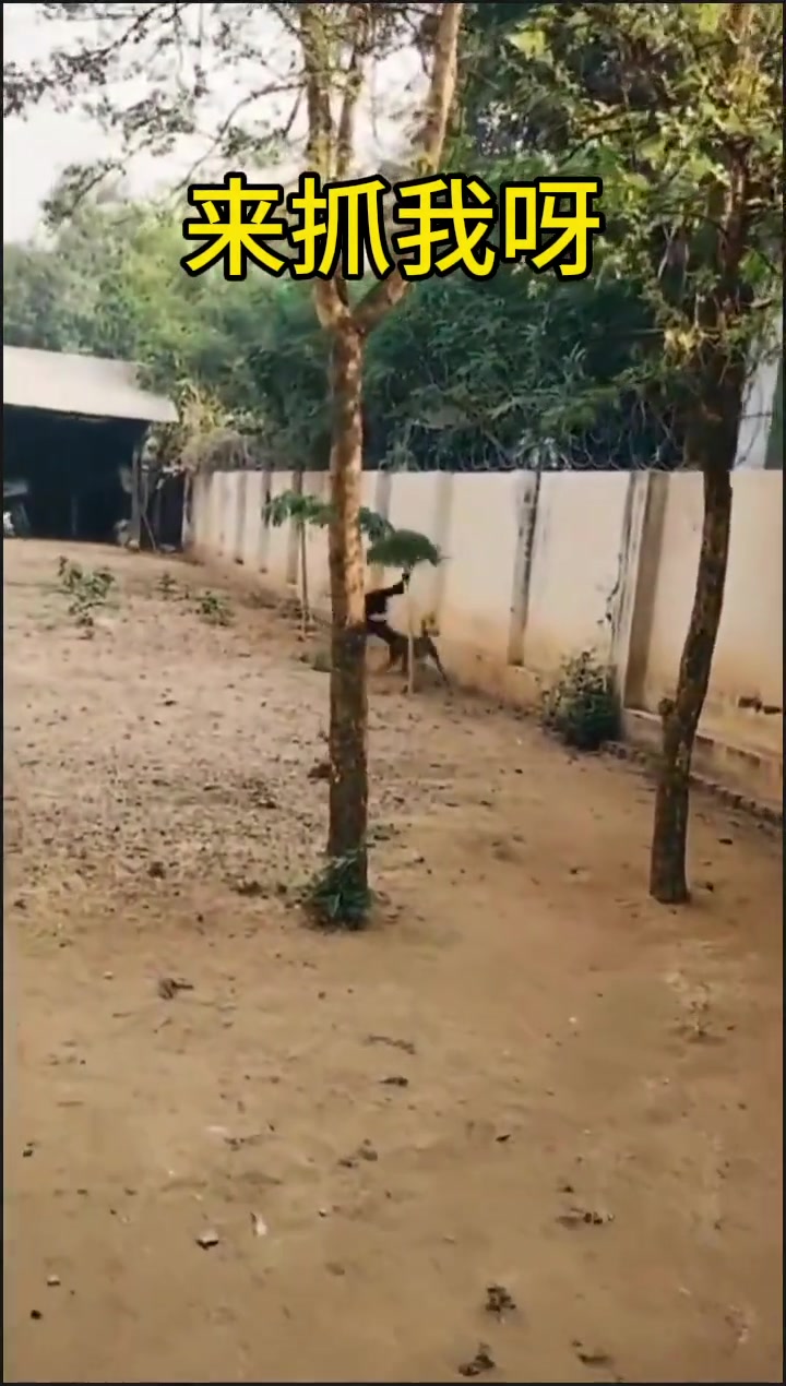 回手掏，加弧线跳，这猴子是cs玩多了把