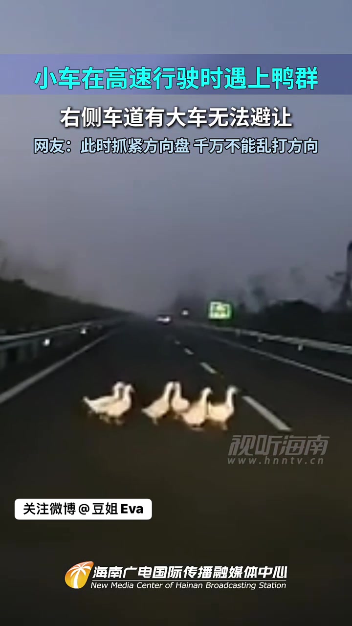 高速路上怎么会有鸭群的这回是都去天堂相会了