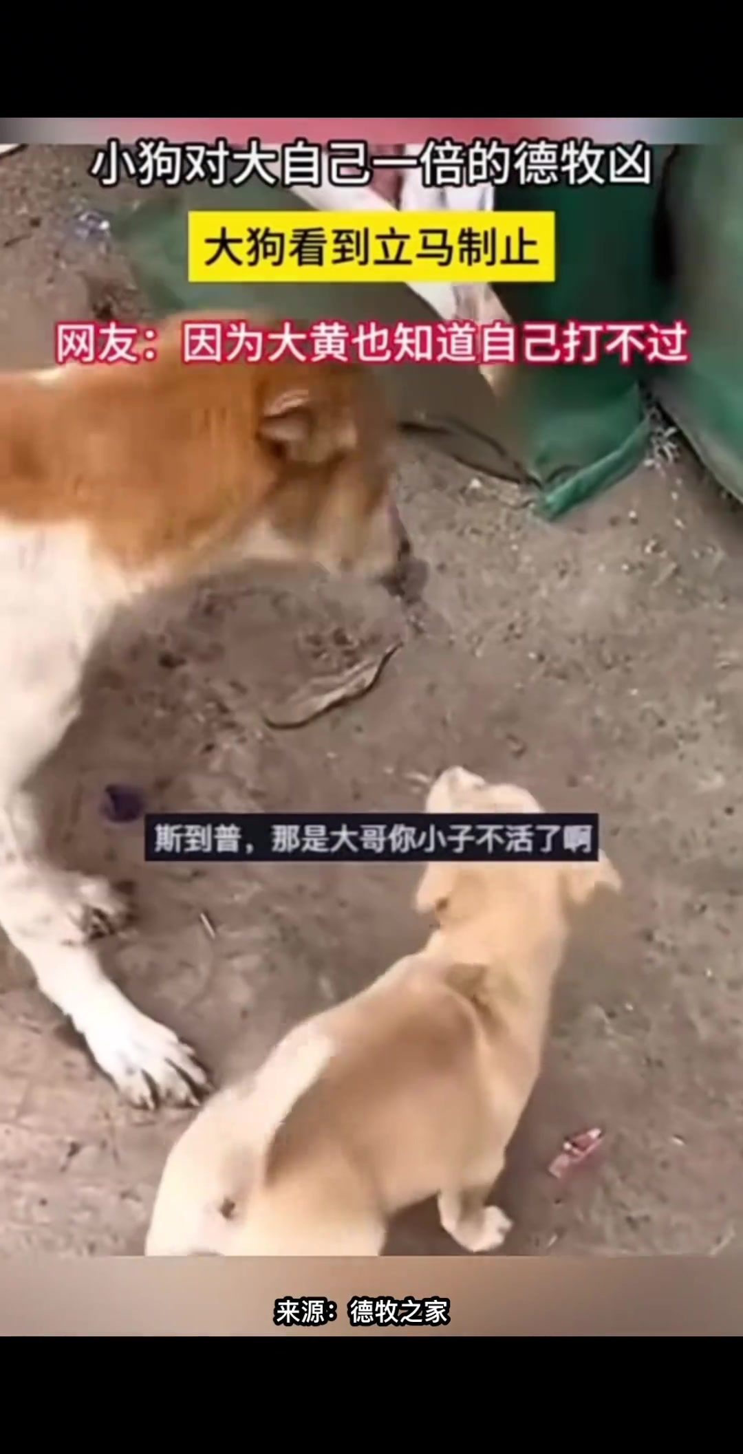 老弟算了吧，我都不一能打过