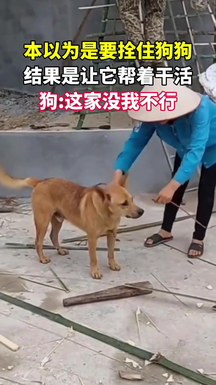 本以为拿绳是要拴住狗狗，结果是让它帮着干活狗这家没我不行