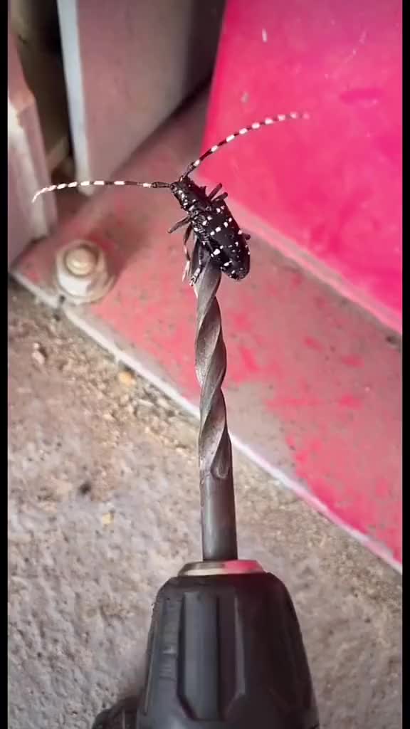 这都没吐吗一点不头晕吗