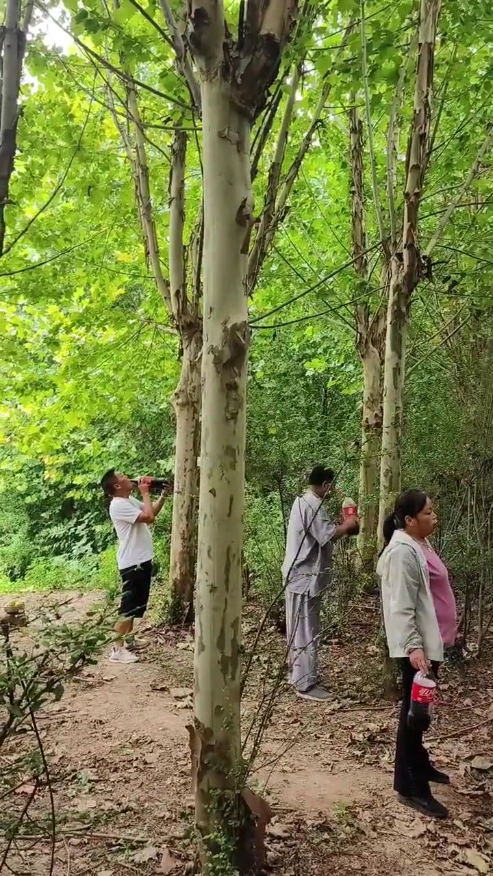 这是在干什么，需要在树林里喝可乐