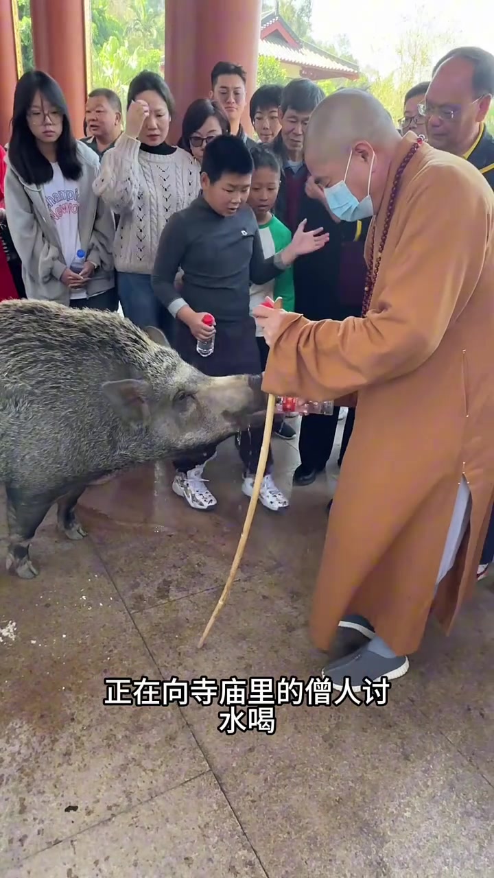在寺庙里看到这一幕，只见一头野猪正在向寺庙里的僧人讨水喝