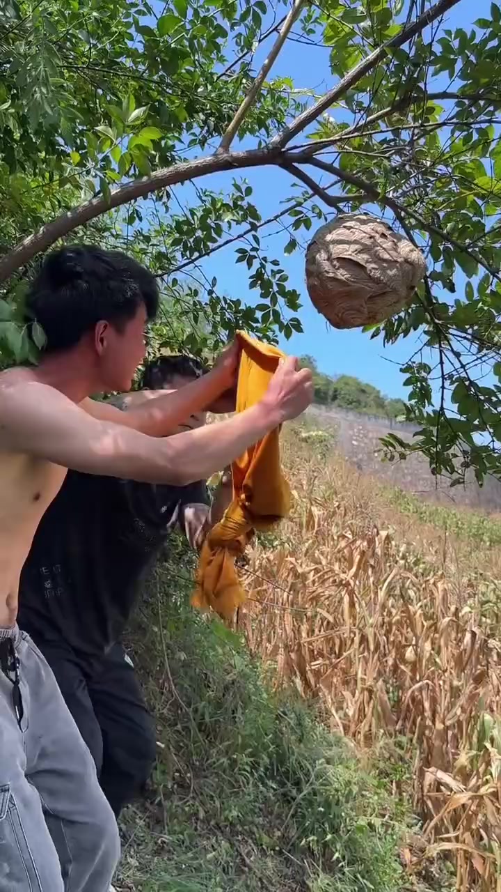 这才是真正狠人！徒手抓蜂窝！