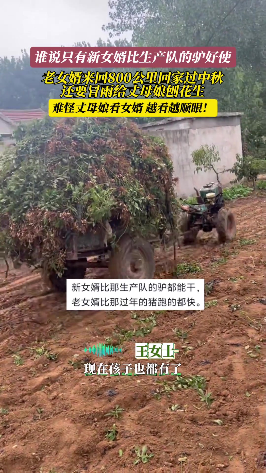 老女婿来回800公里回家过中秋，还要给丈母娘冒雨刨花生