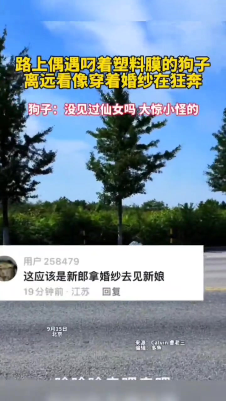 叼着塑料膜狗像极穿了婚纱的新娘，狂奔自己幸福而去