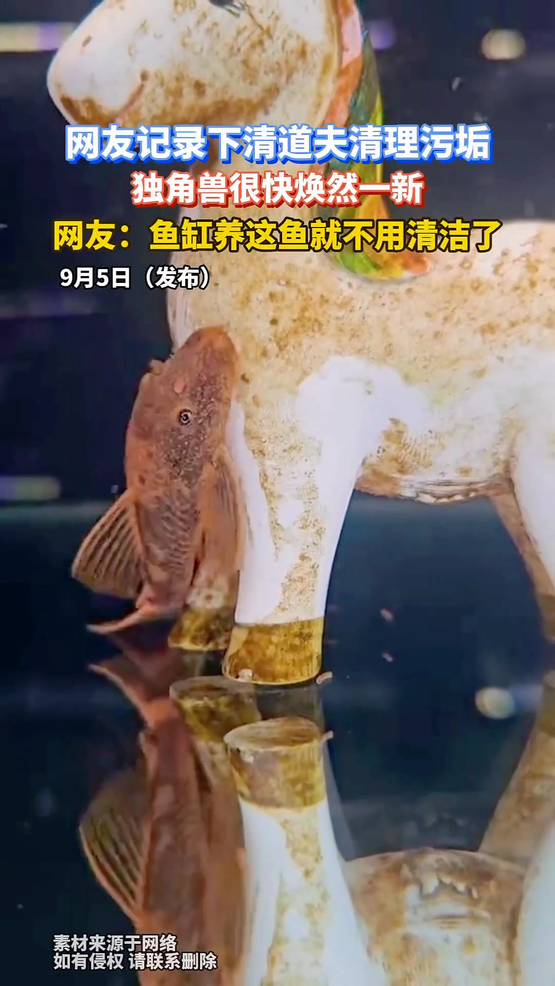 “清道夫”这么能清理啊虽然是入侵物种能不能想想有啥用途