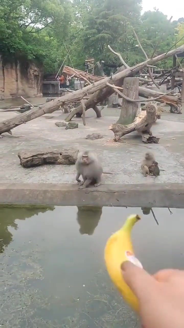 猴：你把我当猴耍哦我本来就是