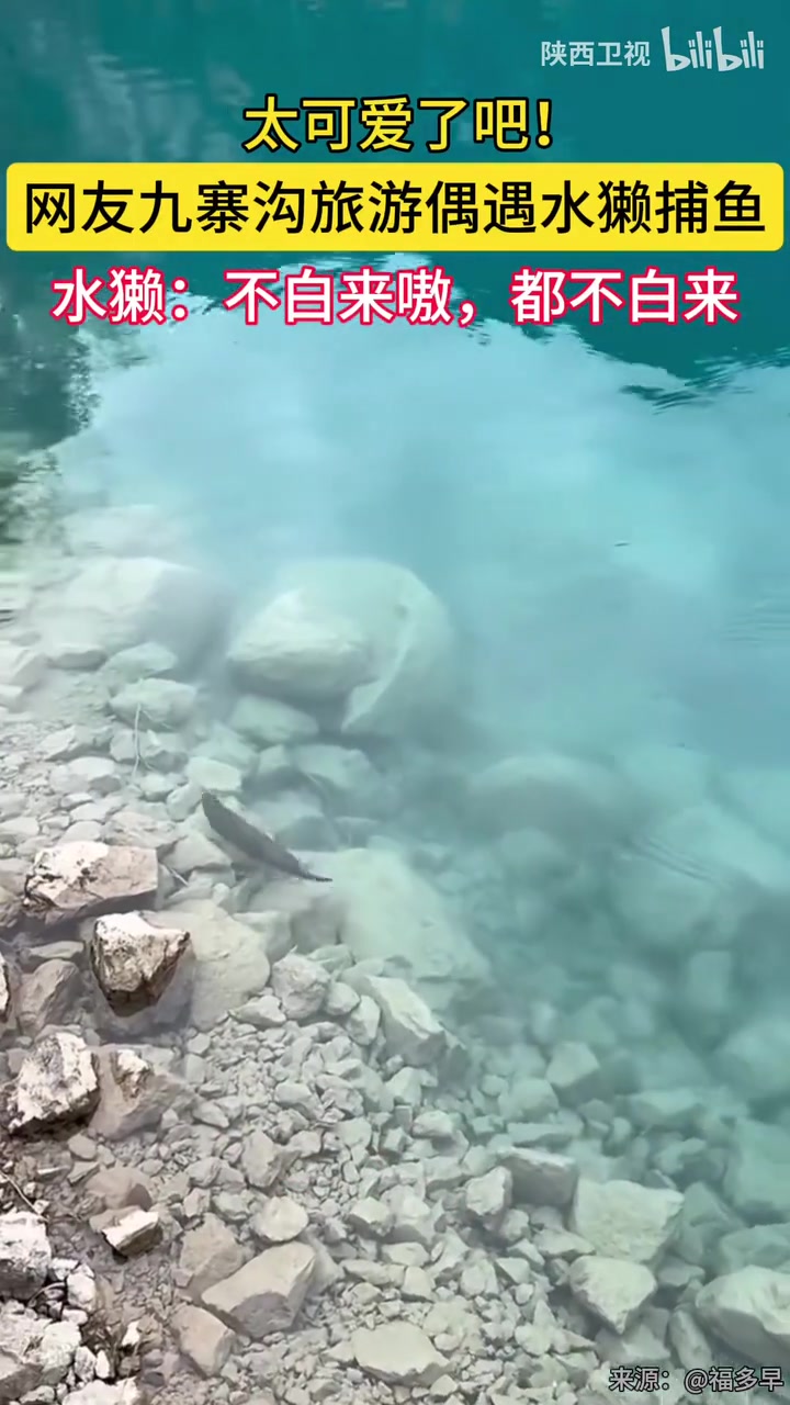 九寨沟旅游偶遇水獭捕鱼，画面太可爱！！