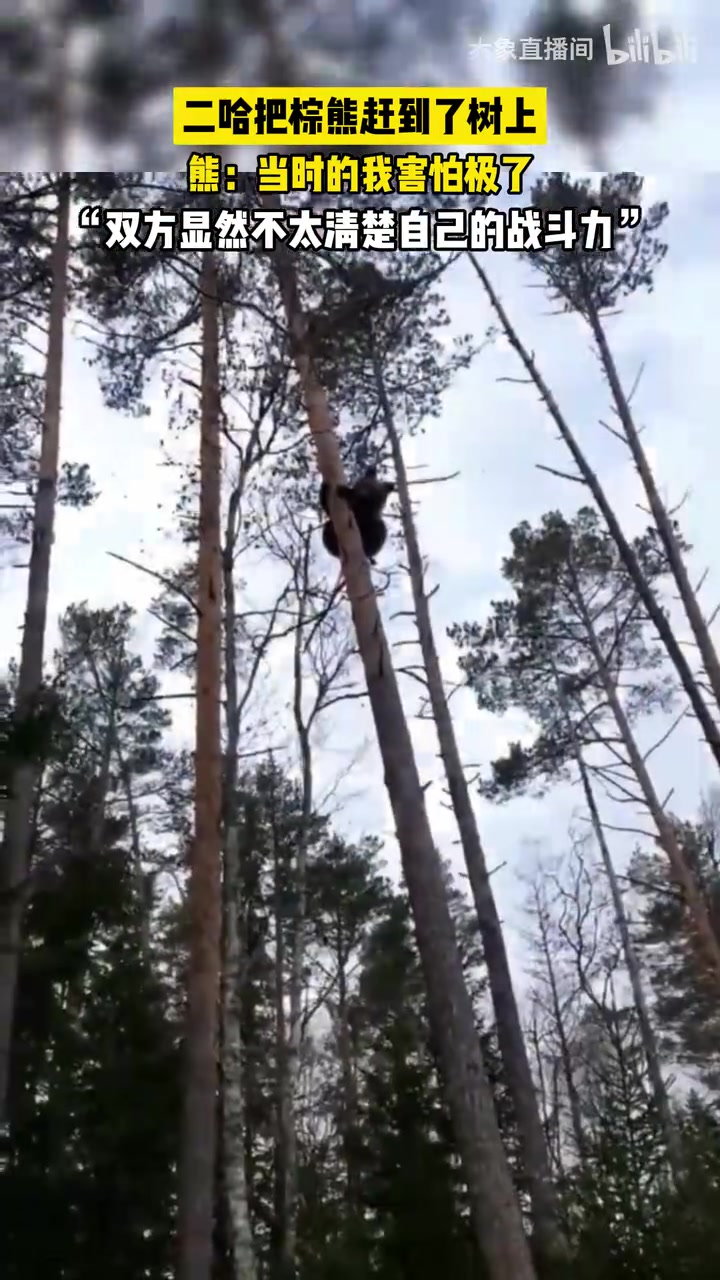 之前是谁说遇见熊可以爬树来着