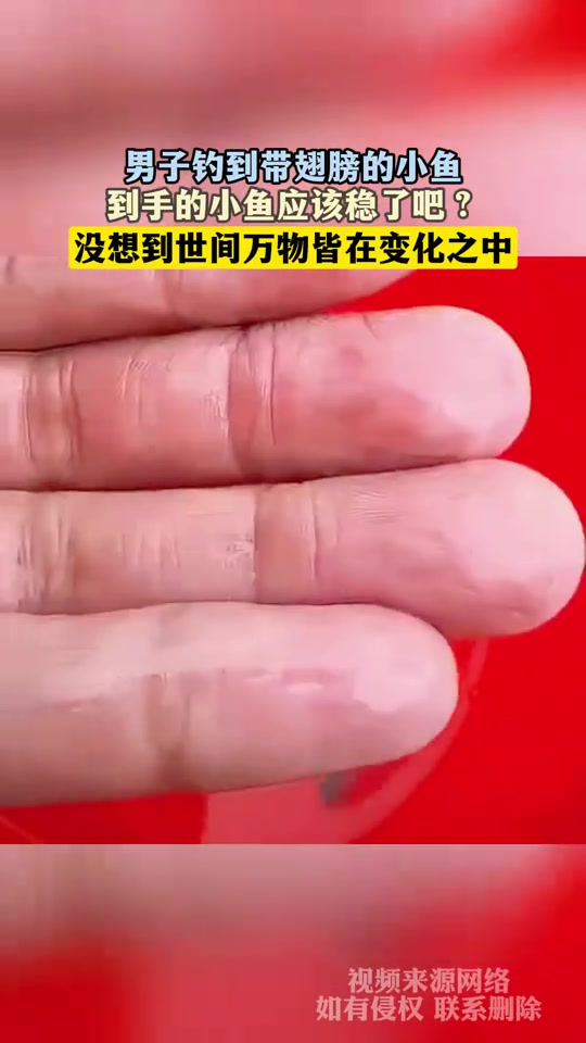 男子钓到带翅膀的小鱼，到手的小鱼应该稳了吧