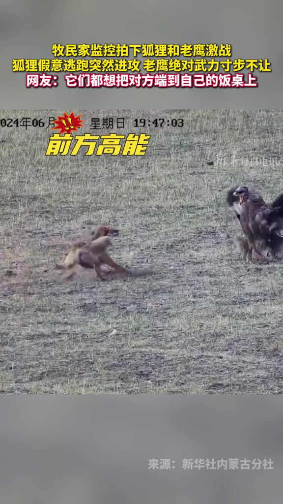 了狐狸与老鹰的激烈对决！！