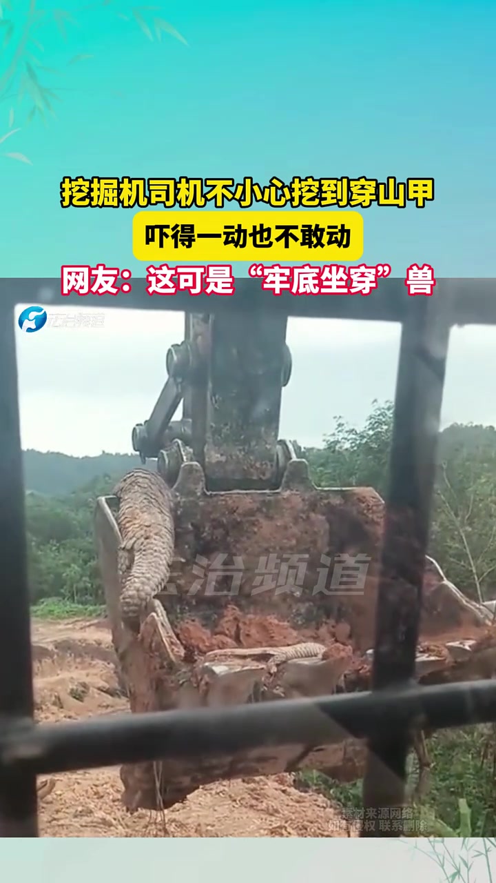 挖掘机司机不小心挖到穿山甲，吓得一动也不敢动！
