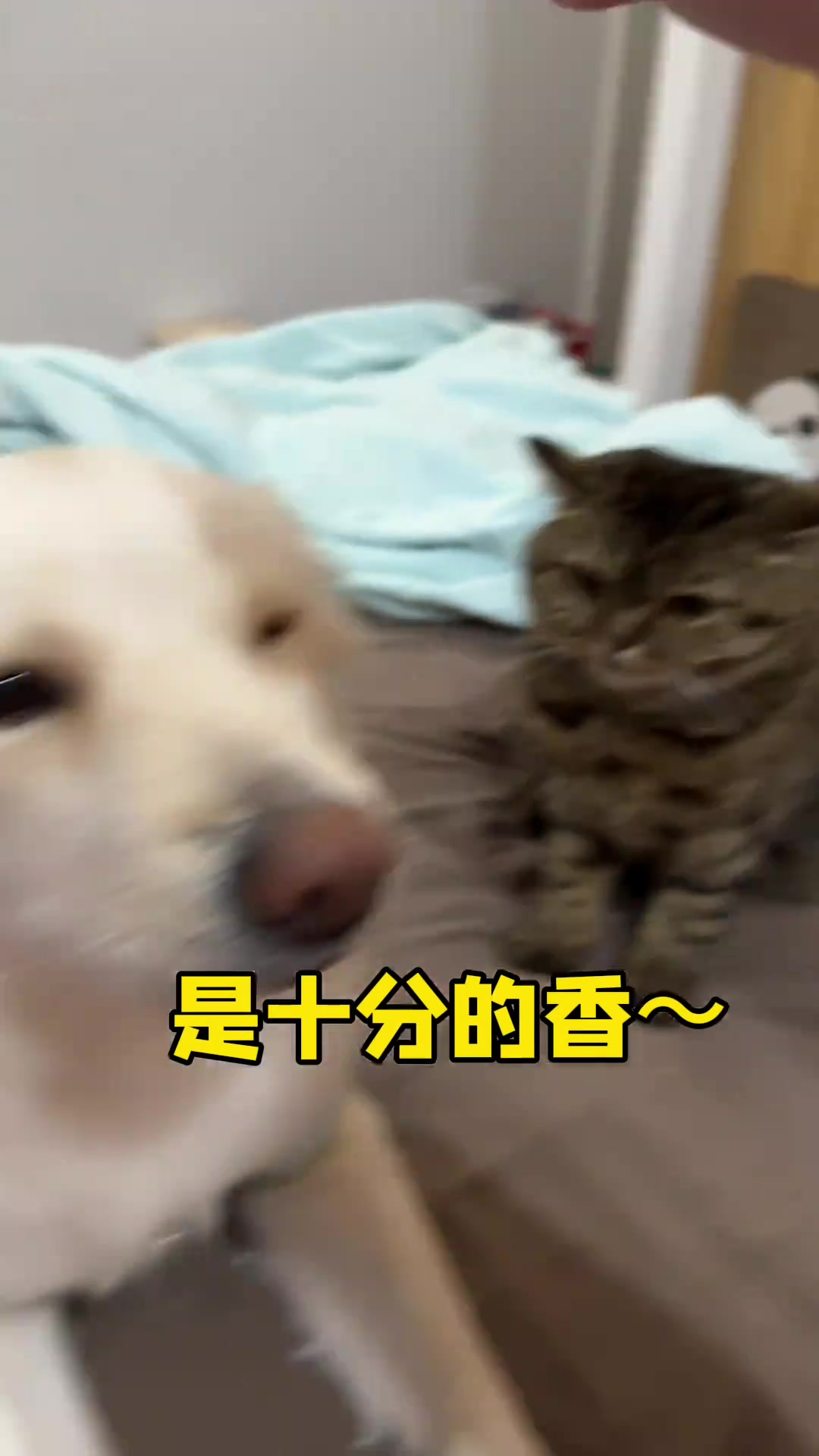 重狗轻猫，老实说手伤是不是全是猫咪挠的伤