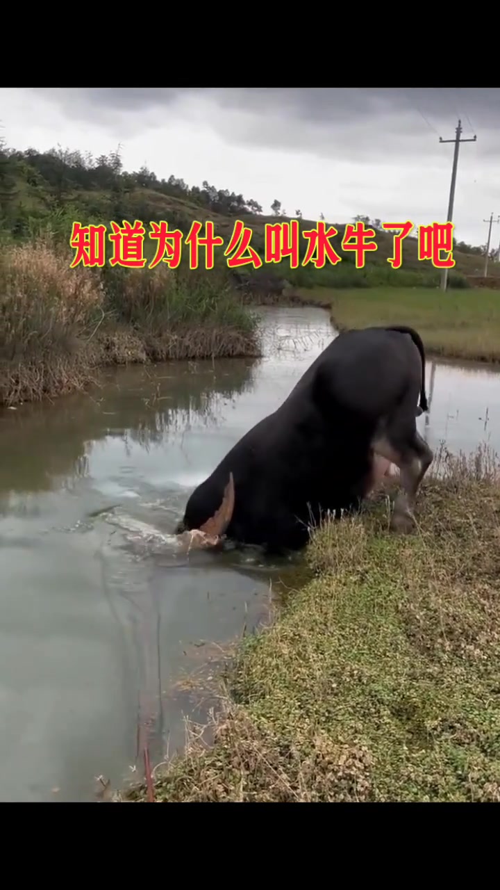 水牛的水性竟然这么好，还会潜水啊