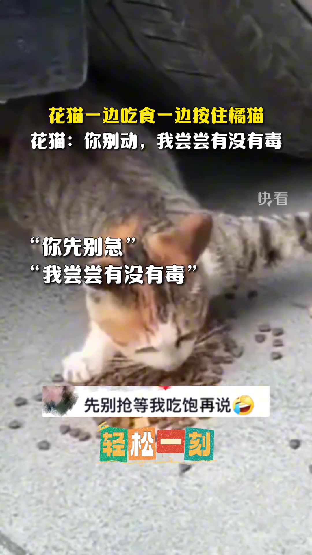 花猫一边吃食一边按住橘猫.....