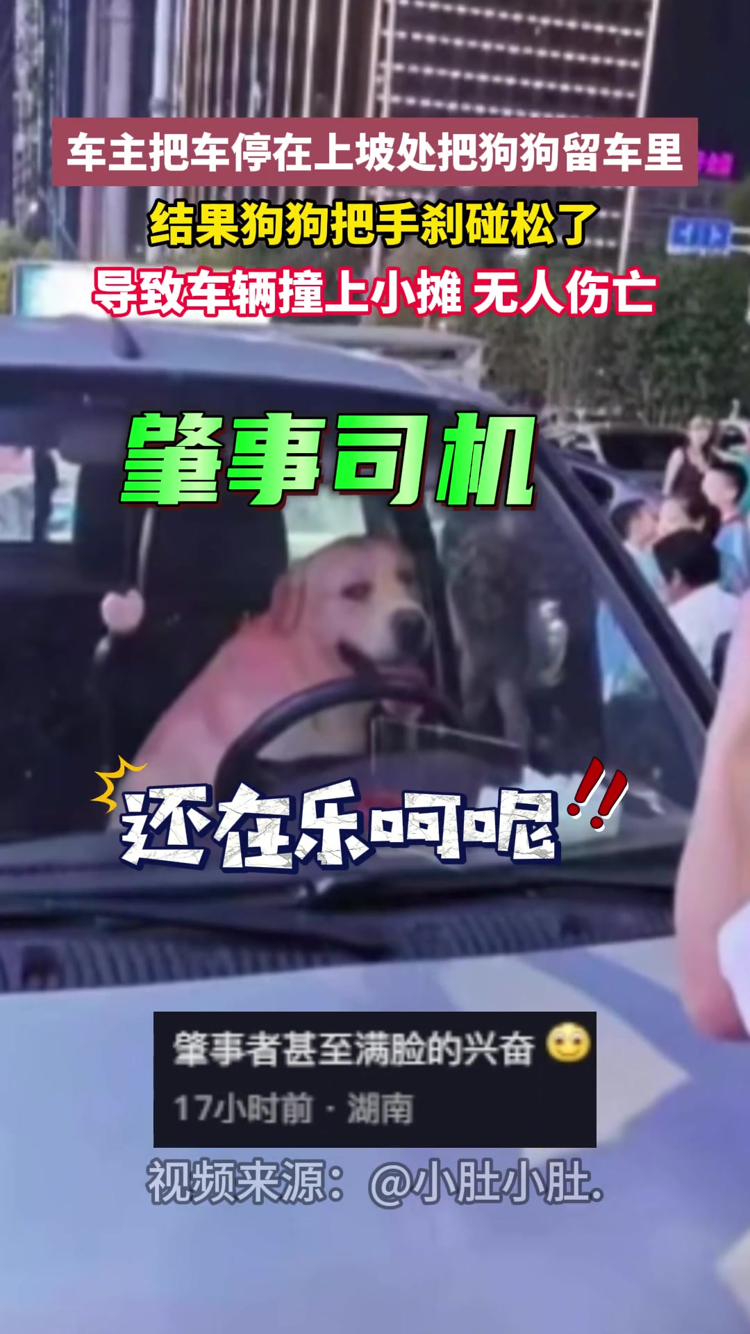 车主临时离开独自把狗留车里，结果狗把手刹碰松了
