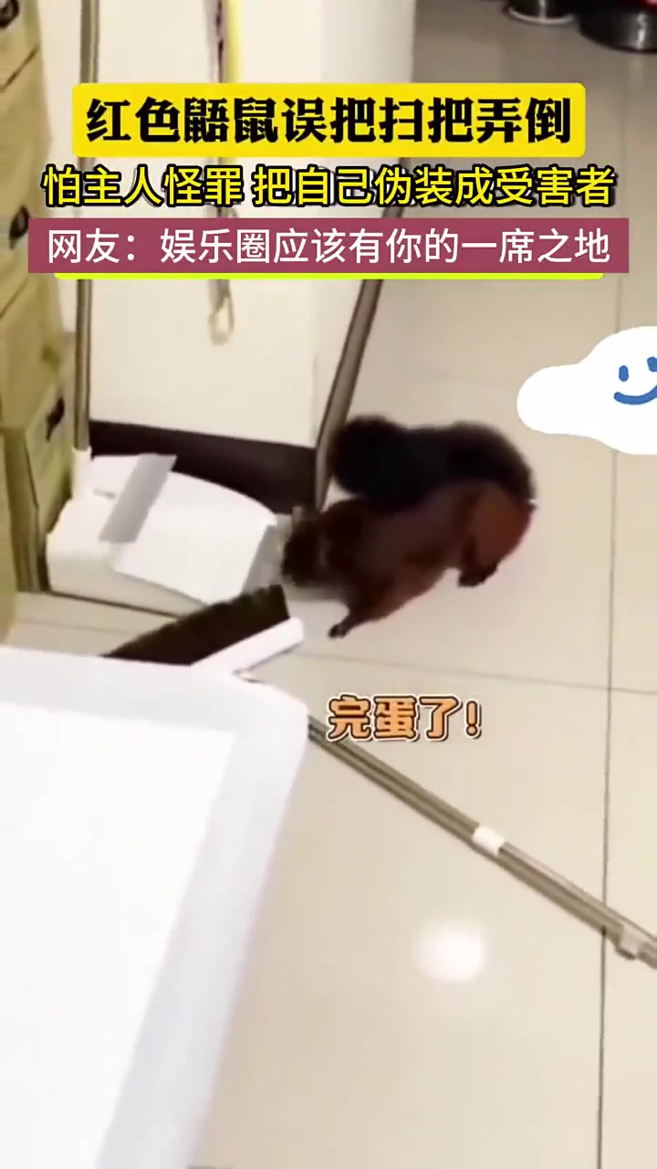 鼯鼠把扫把弄倒竟伪装成受害者，娱乐圈应该有你一席之地