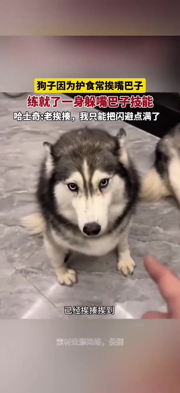 狗子因为护食经常挨嘴巴子，练就一身躲嘴巴子技能
