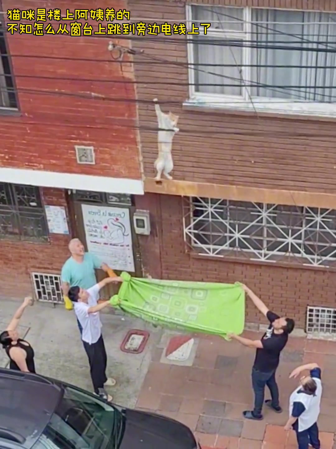 猫猫放心大胆的往下跳吧