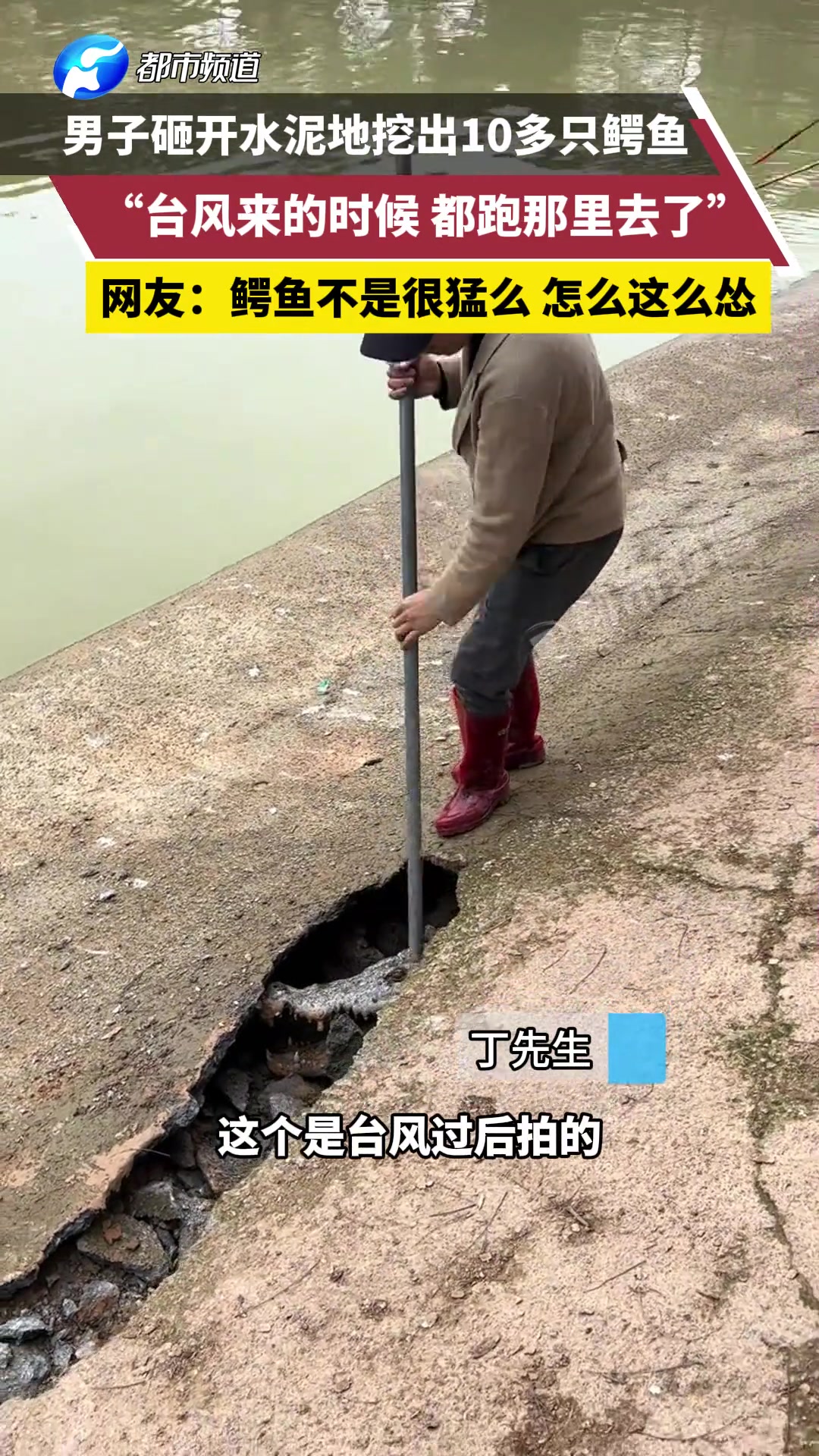 男子砸开水泥地挖出10多只鳄鱼，鳄鱼不是很猛吗，怎么这么怂