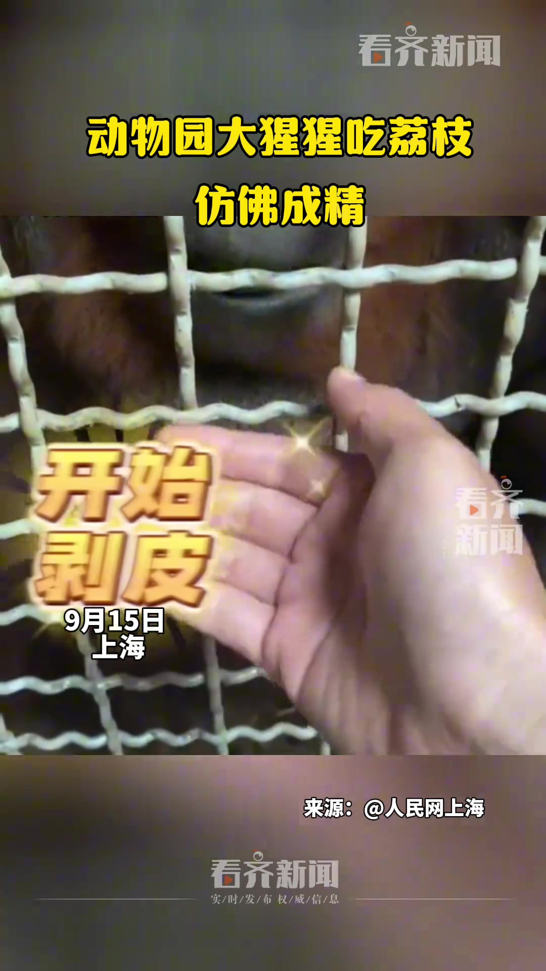 看到动物园大猩猩吃荔枝那么娴熟，有没惊掉下巴