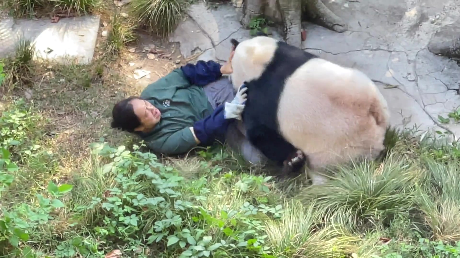 丁丁只是想和奶妈玩动物园的生活！