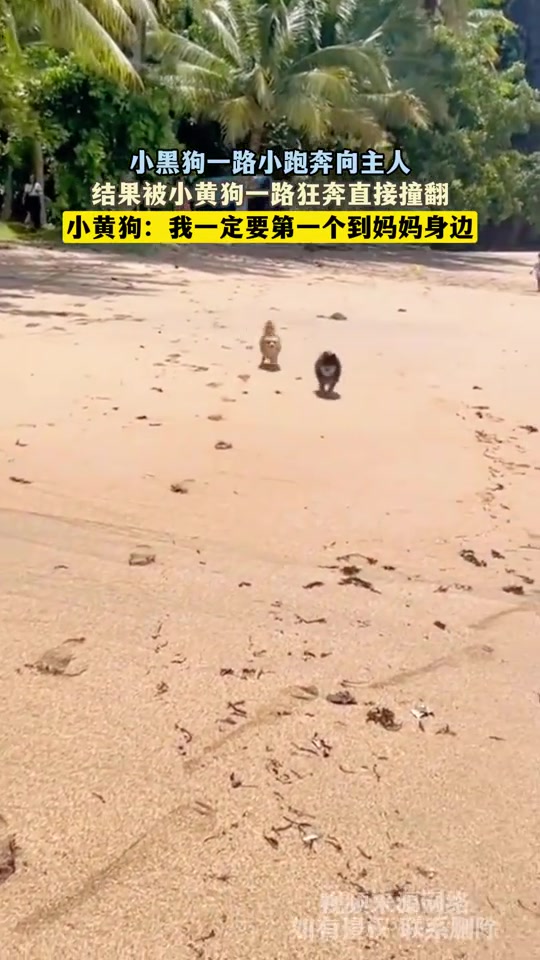 小黑狗一路小跑奔向主人，结果被小黄狗一路狂奔直接撞翻