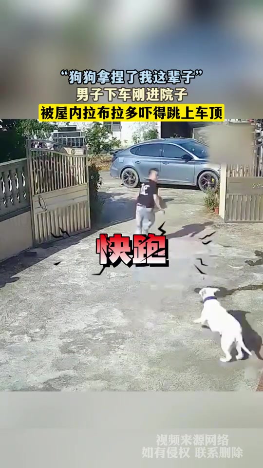 男子下车刚进院子，被屋内拉布拉多吓得跳上车顶